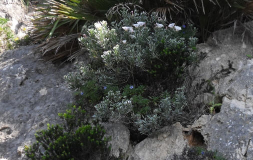 Convolvulus cneorum / Vilucchio turco